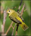 _1SB7186 yellow warbler